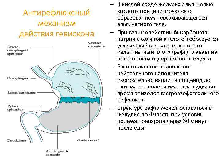 Среда в желудке