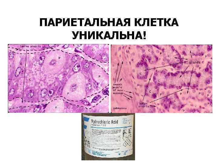 ПАРИЕТАЛЬНАЯ КЛЕТКА УНИКАЛЬНА! 