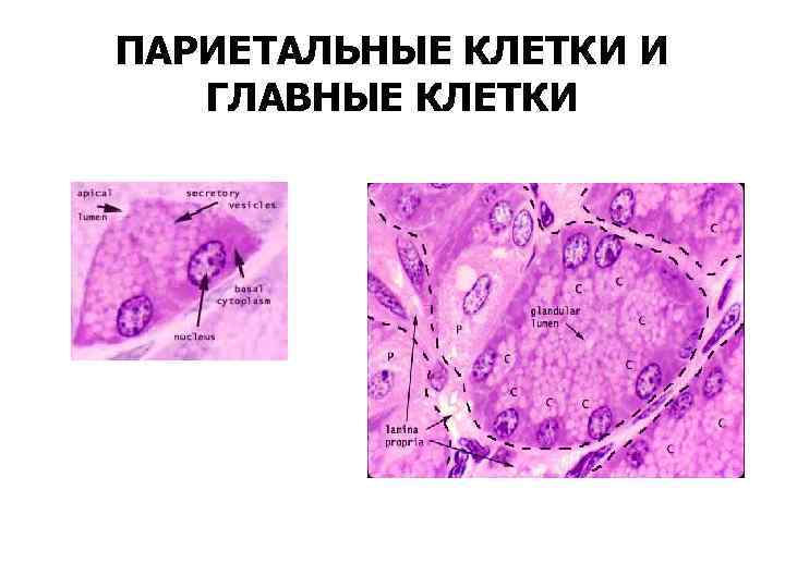 ПАРИЕТАЛЬНЫЕ КЛЕТКИ И ГЛАВНЫЕ КЛЕТКИ СТИМУЛЯЦИЯ СЕКРЕЦИИ ПЕПСИНА: • Холинергическая (медиатор ацетилхолин) • HCl
