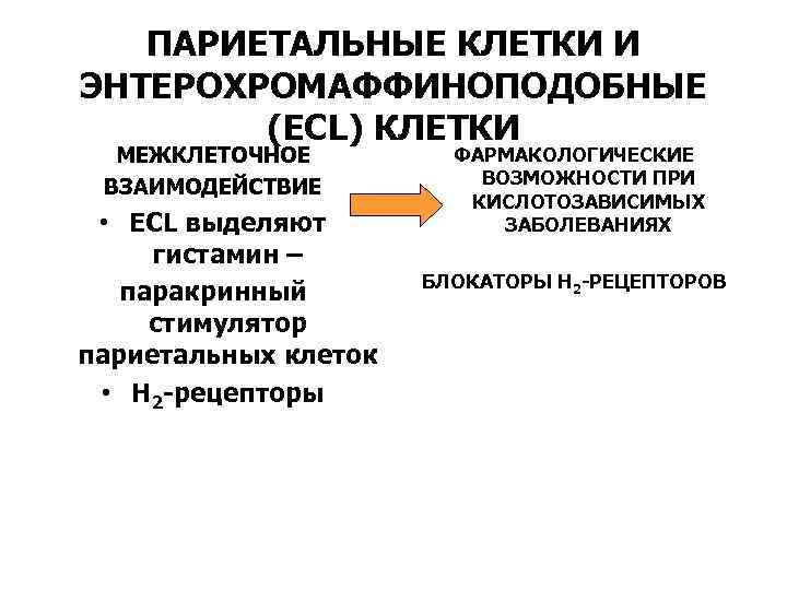 ПАРИЕТАЛЬНЫЕ КЛЕТКИ И ЭНТЕРОХРОМАФФИНОПОДОБНЫЕ (ECL) КЛЕТКИ МЕЖКЛЕТОЧНОЕ ВЗАИМОДЕЙСТВИЕ • ECL выделяют гистамин – паракринный