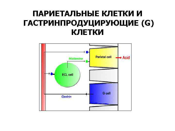 ПАРИЕТАЛЬНЫЕ КЛЕТКИ И ГАСТРИНПРОДУЦИРУЮЩИЕ (G) КЛЕТКИ 