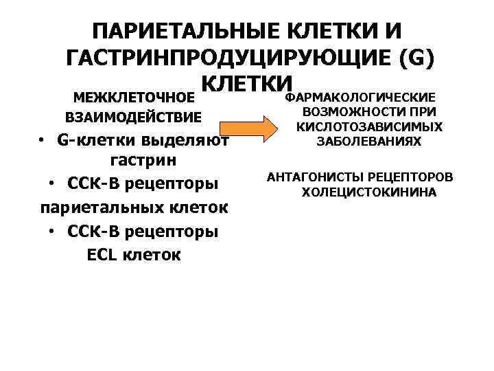 ПАРИЕТАЛЬНЫЕ КЛЕТКИ И ГАСТРИНПРОДУЦИРУЮЩИЕ (G) КЛЕТКИ ФАРМАКОЛОГИЧЕСКИЕ МЕЖКЛЕТОЧНОЕ ВЗАИМОДЕЙСТВИЕ • G-клетки выделяют гастрин •