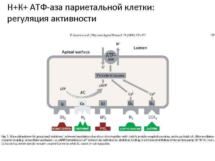 Н+К+ АТФ-аза париетальной клетки: регуляция активности 