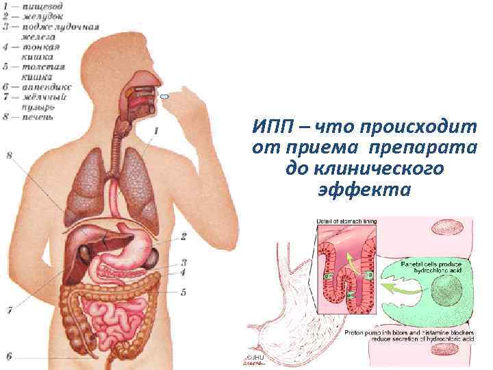 ИПП – что происходит от приема препарата до клинического эффекта 