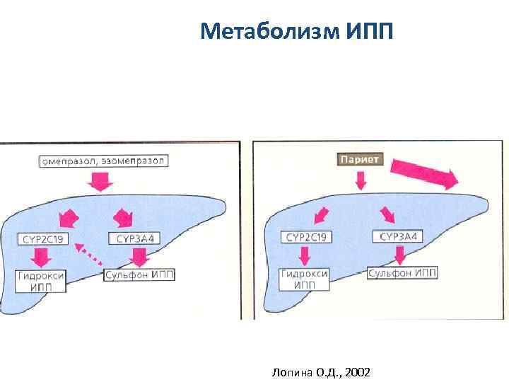 Метаболизм ИПП Лопина О. Д. , 2002 