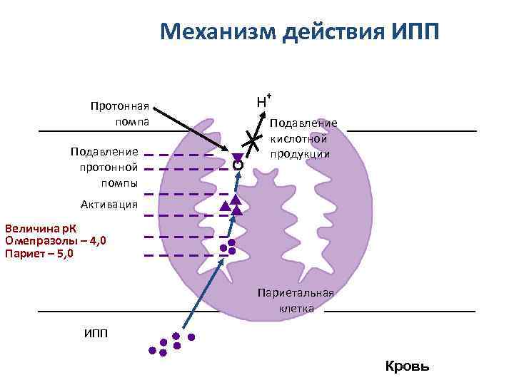 Механизм действия ИПП Протонная помпа Подавление протонной помпы H + Подавление кислотной продукции Активация