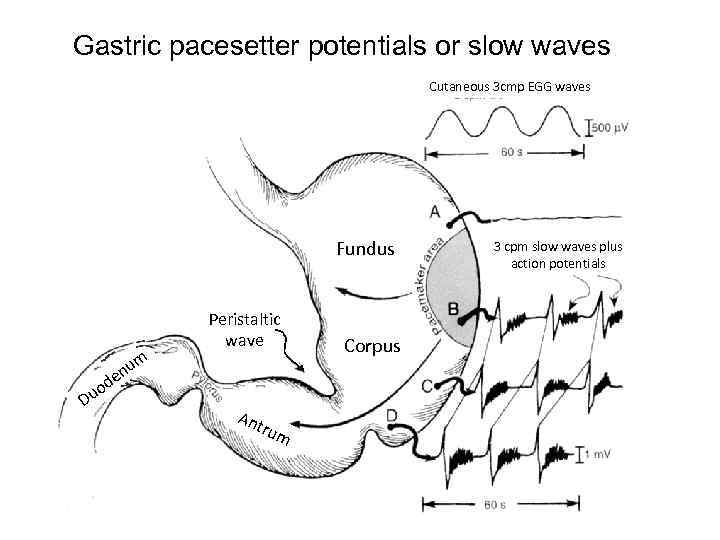 Gastric pacesetter potentials or slow waves Cutaneous 3 cmp EGG waves Fundus um Peristaltic