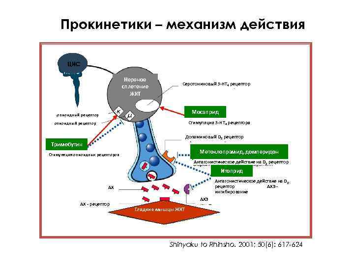 Прокинетики – механизм действия ЦНС Нервное сплетение ЖКТ Серотониновый 5 -HT 4 рецептор Мосаприд