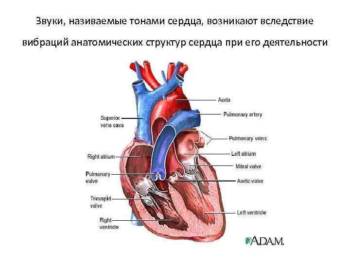 Звуки, називаемые тонами сердца, возникают вследствие вибраций анатомических структур сердца при его деятельности 