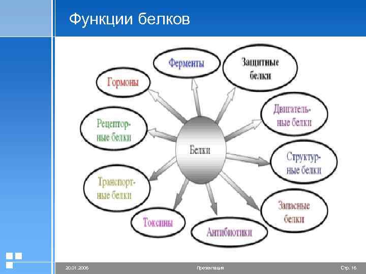 Функции белков 20. 01. 2006 Презентация Стр. 16 