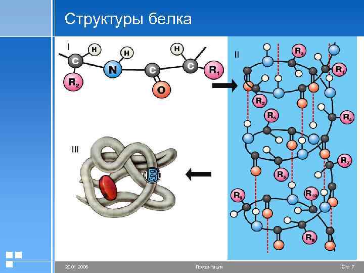 Структуры белка 20. 01. 2006 Презентация Стр. 7 