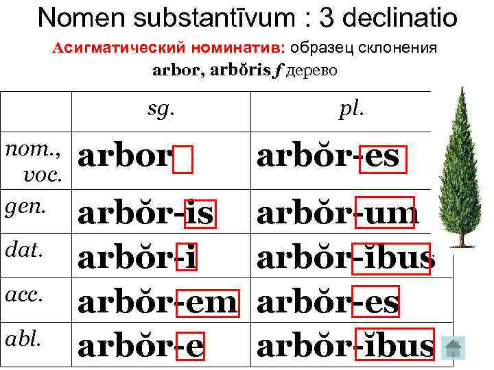 Nomen substantīvum : 3 declinatio Aсигматический номинатив: образец склонения arbor, arbŏris f дерево nom.