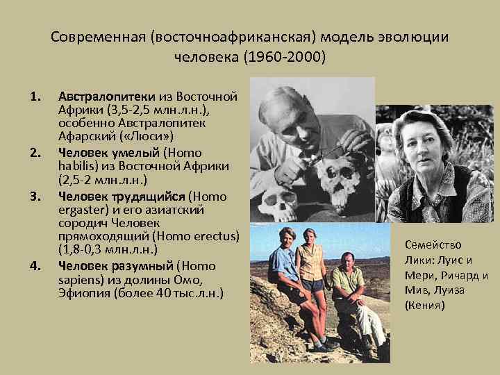 Современная (восточноафриканская) модель эволюции человека (1960 -2000) 1. 2. 3. 4. Австралопитеки из Восточной