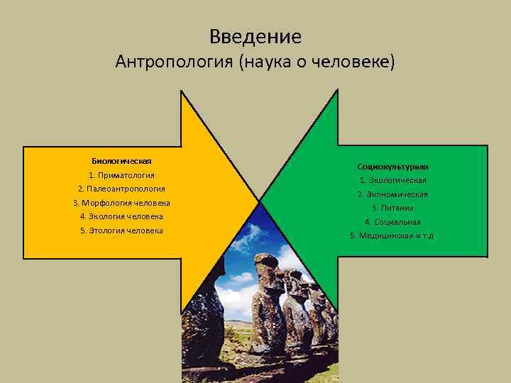 Введение Антропология (наука о человеке) Биологическая 1. Приматология 2. Палеоантропология 3. Морфология человека 4.