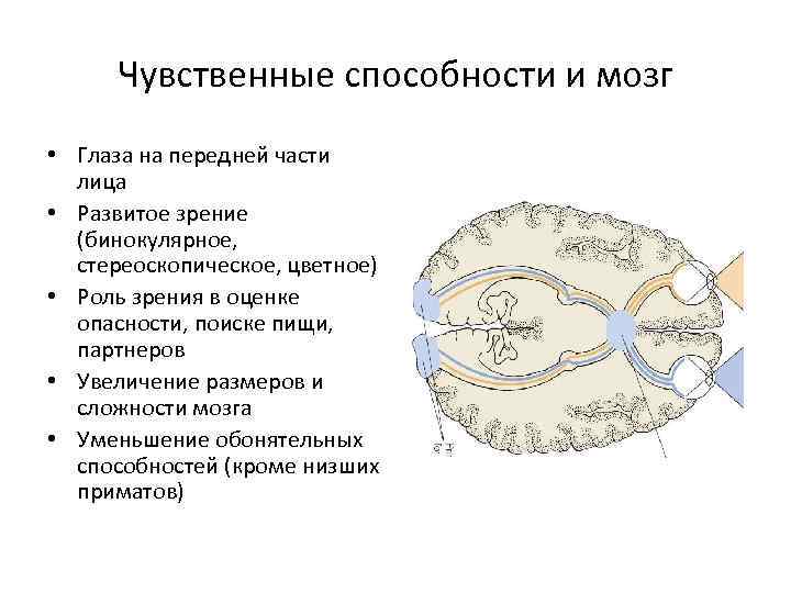 Чувственные способности и мозг • Глаза на передней части лица • Развитое зрение (бинокулярное,