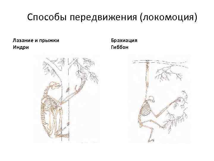 Советы мудрого гиббона руководство чертежи размеры