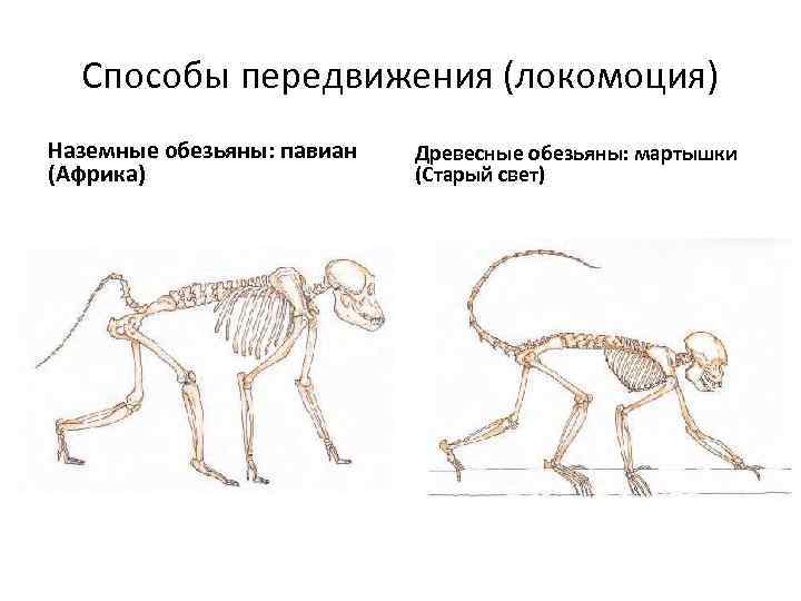 Способы передвижения (локомоция) Наземные обезьяны: павиан (Африка) Древесные обезьяны: мартышки (Старый свет) 