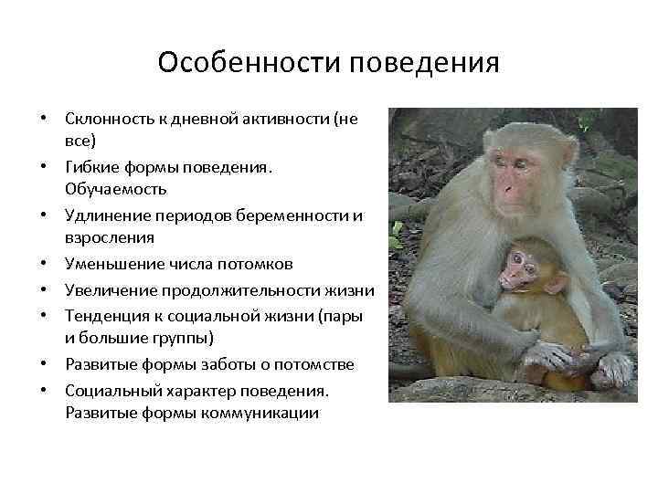 Особенности поведения • Склонность к дневной активности (не все) • Гибкие формы поведения. Обучаемость
