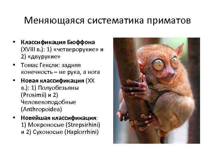 Меняющаяся систематика приматов • Классификация Бюффона (XVIII в. ): 1) «четверорукие» и 2) «двурукие»