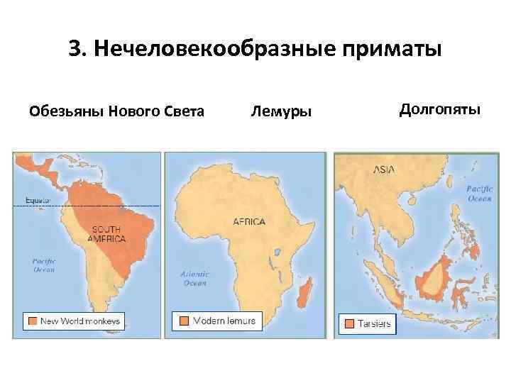 3. Нечеловекообразные приматы Обезьяны Нового Света Лемуры Долгопяты 