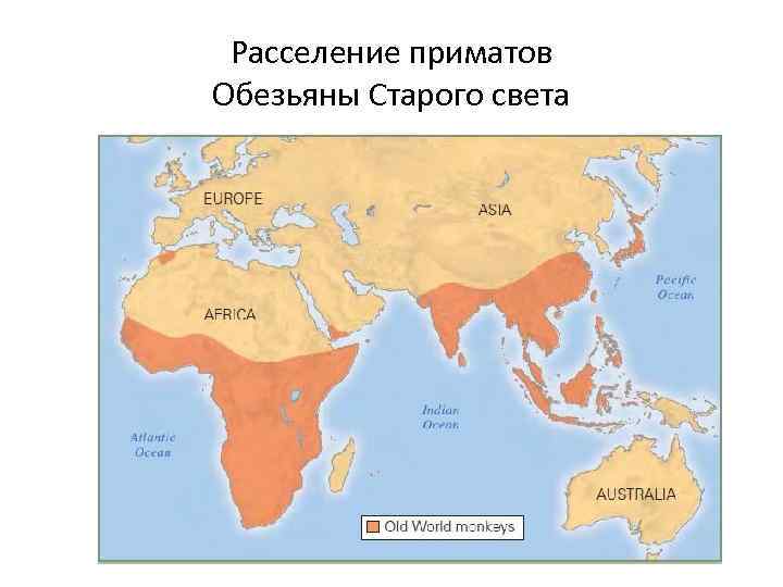 Расселение приматов Обезьяны Старого света 
