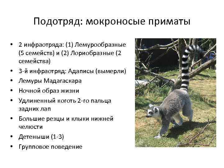 Подотряд: мокроносые приматы • 2 инфраотряда: (1) Лемурообразные (5 семейств) и (2) Лориобразные (2