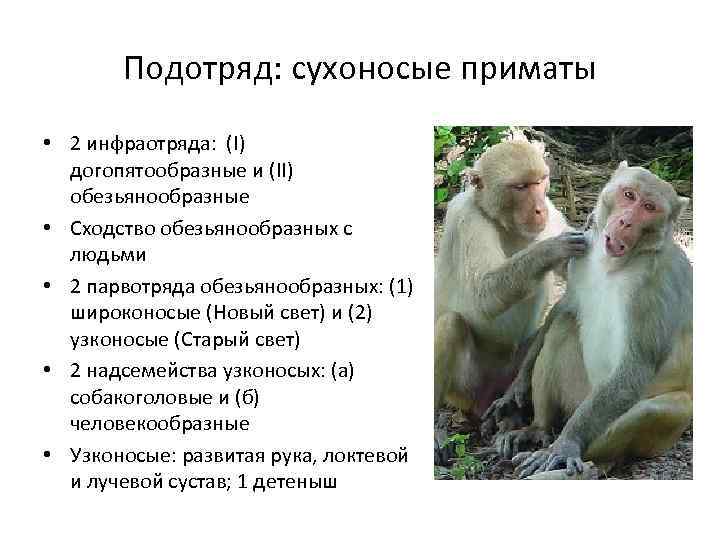 Подотряд: сухоносые приматы • 2 инфраотряда: (I) догопятообразные и (II) обезьянообразные • Сходство обезьянообразных