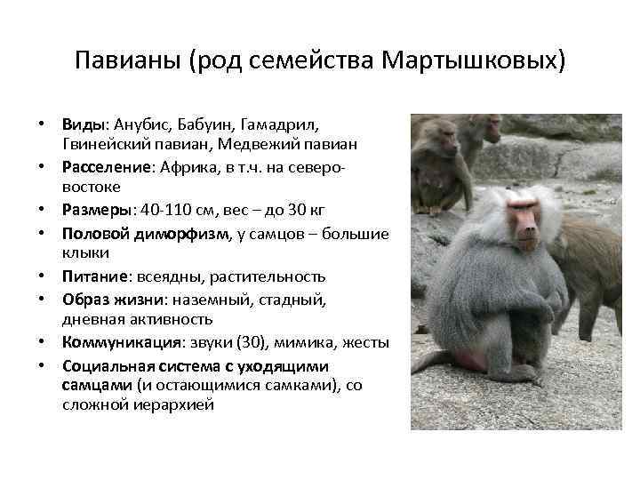 Павианы (род семейства Мартышковых) • Виды: Анубис, Бабуин, Гамадрил, Гвинейский павиан, Медвежий павиан •