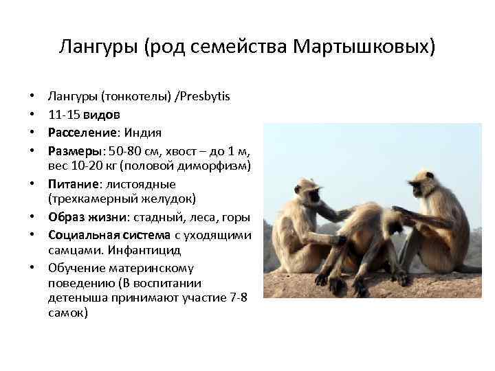 Лангуры (род семейства Мартышковых) • • Лангуры (тонкотелы) /Presbytis 11 -15 видов Расселение: Индия