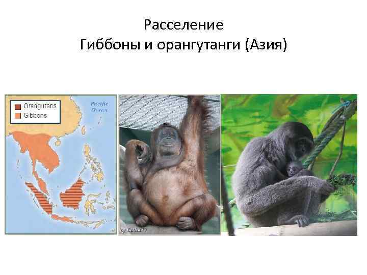 Расселение Гиббоны и орангутанги (Азия) 
