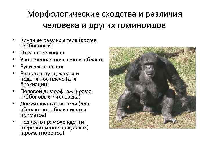 Морфологические сходства и различия человека и других гоминоидов • Крупные размеры тела (кроме гиббоновых)