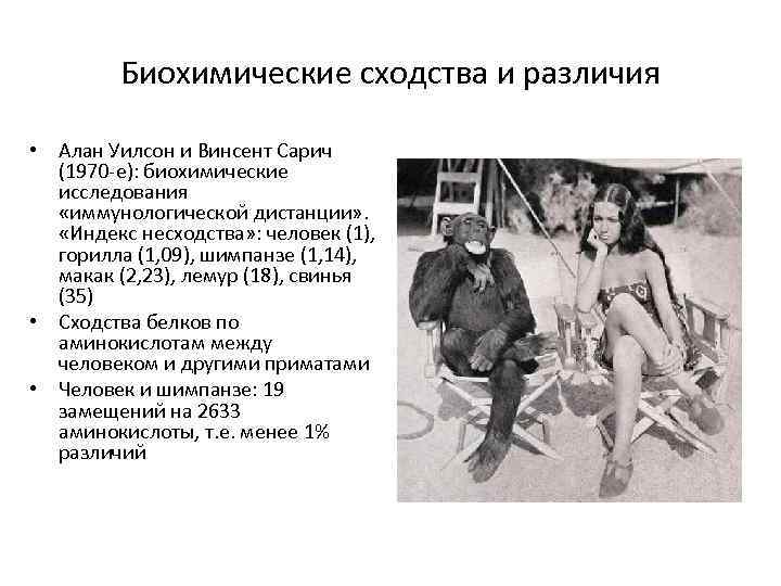 Биохимические сходства и различия • Алан Уилсон и Винсент Сарич (1970 -е): биохимические исследования