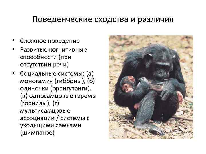Поведенческие сходства и различия • Сложное поведение • Развитые когнитивные способности (при отсутствии речи)