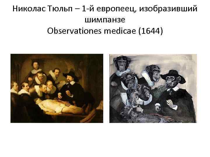 Николас Тюльп – 1 -й европеец, изобразивший шимпанзе Observationes medicae (1644) 