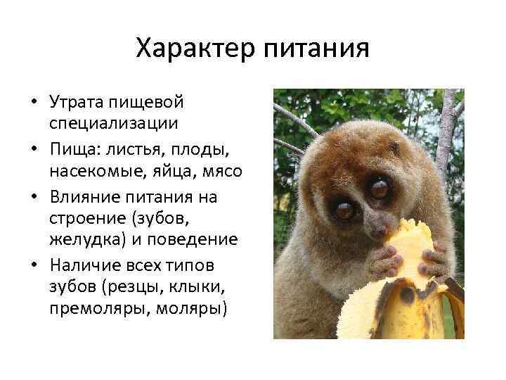 Характер питания • Утрата пищевой специализации • Пища: листья, плоды, насекомые, яйца, мясо •