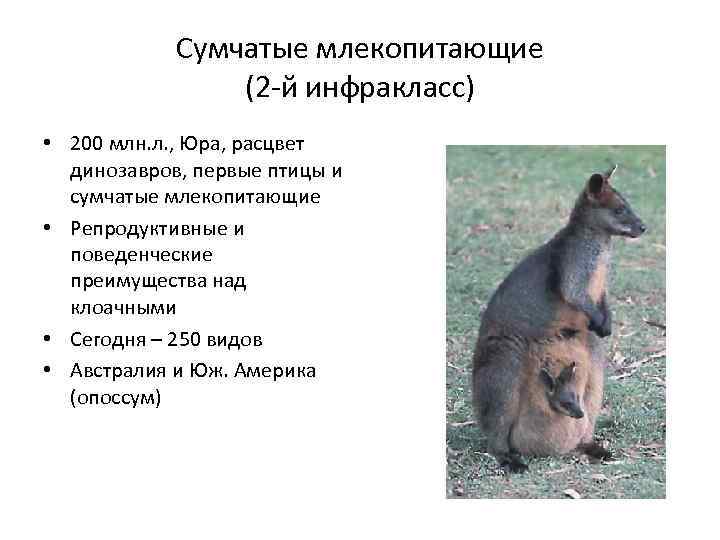 Сумчатые млекопитающие (2 -й инфракласс) • 200 млн. л. , Юра, расцвет динозавров, первые