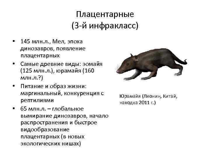 Плацентарные (3 -й инфракласс) • 145 млн. л. , Мел, эпоха динозавров, появление плацентарных
