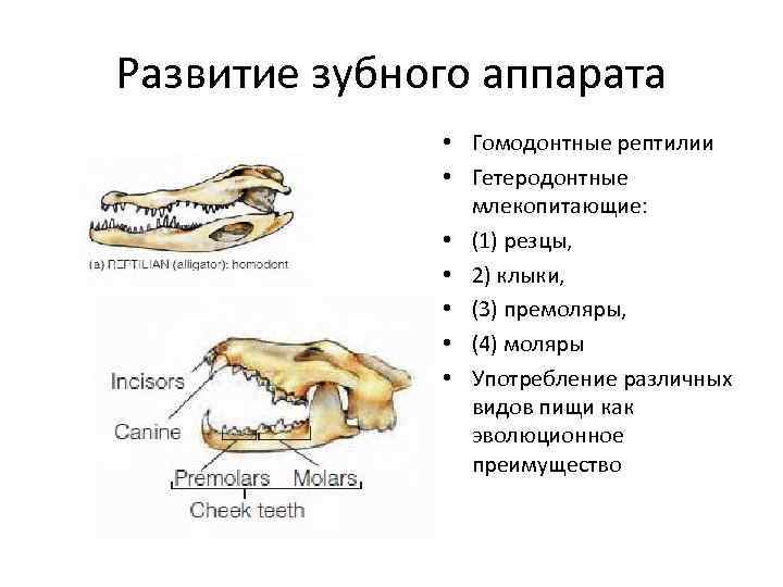 Какие части имеют зубы у млекопитающих