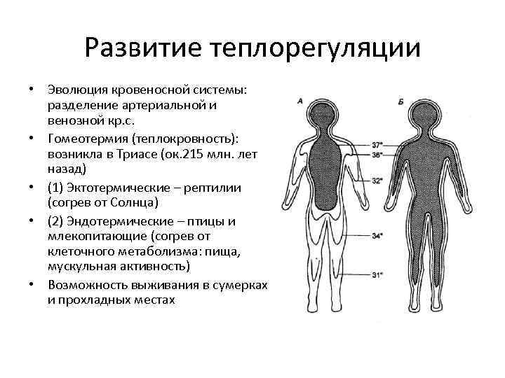 Развитие теплорегуляции • Эволюция кровеносной системы: разделение артериальной и венозной кр. с. • Гомеотермия