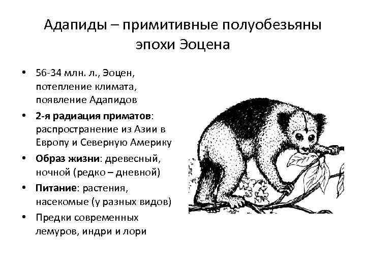 Адапиды – примитивные полуобезьяны эпохи Эоцена • 56 -34 млн. л. , Эоцен, потепление