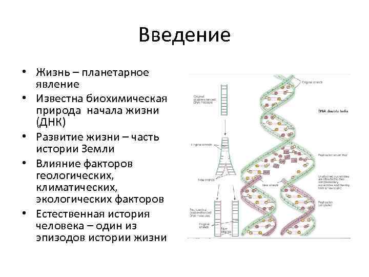 Введение • Жизнь – планетарное явление • Известна биохимическая природа начала жизни (ДНК) •