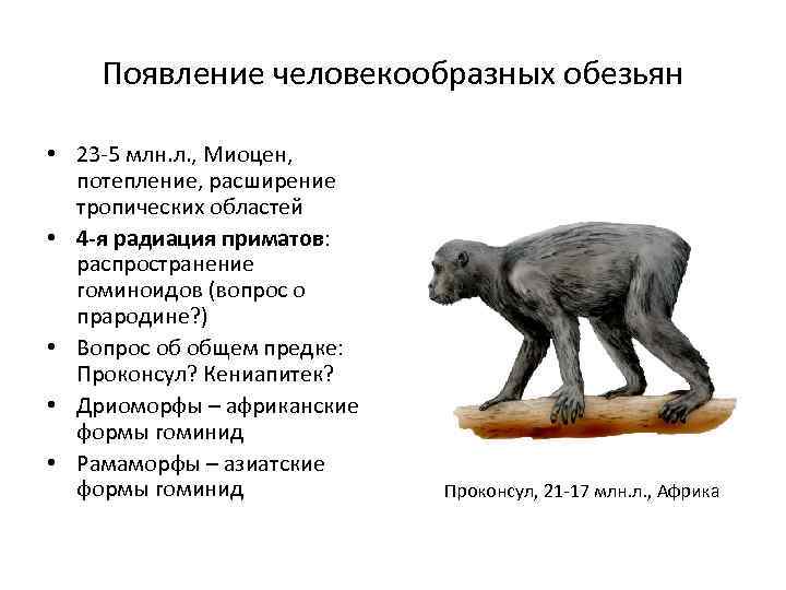 Появление человекообразных обезьян • 23 -5 млн. л. , Миоцен, потепление, расширение тропических областей