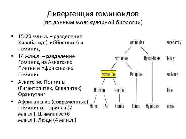 Дивергенция гоминоидов (по данным молекулярной биологии) • 15 -20 млн. л. – разделение Хилобатид