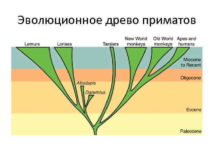 Эволюционное древо приматов 