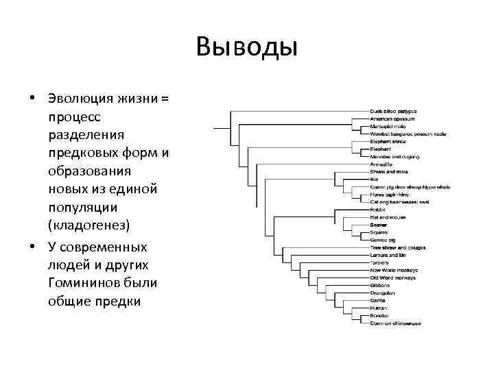 Выводы • Эволюция жизни = процесс разделения предковых форм и образования новых из единой