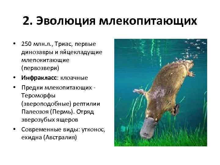 2. Эволюция млекопитающих • 250 млн. л. , Триас, первые динозавры и яйцекладущие млепокитающие