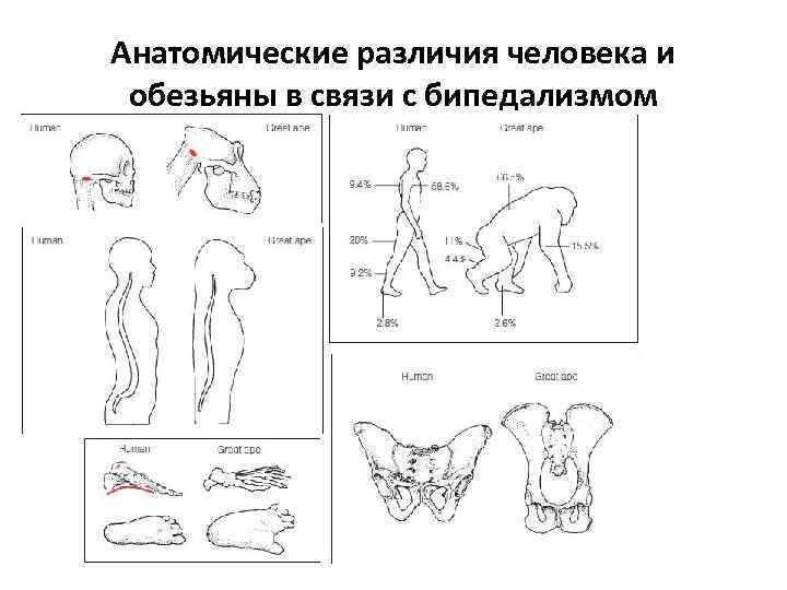 Отличие человека от приматов