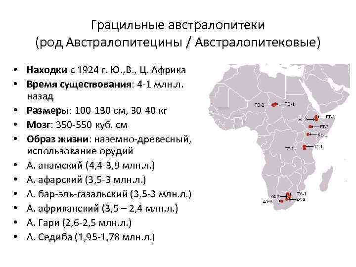 Грацильные австралопитеки (род Австралопитецины / Австралопитековые) • Находки с 1924 г. Ю. , В.