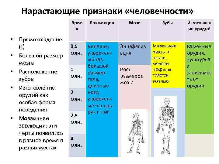 Нарастающие признаки «человечности» Врем Локомоция Зубы Изготовлен гоминид Мозг я ие орудий • Прямохождение