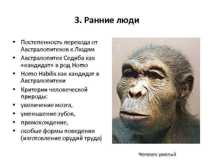 3. Ранние люди • Постепенность перехода от Австралопитеков к Людям • Австралопитек Седиба как